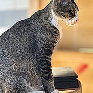 Mj'S is registered to the contest to win money with this photo: cat, tabby, animal, pet, feline, sitting, side_view, fur, whiskers, ears, paws, indoor, sunlight, ledgestone, closeup, domestic_cat, mammal, quiet, calm, profile