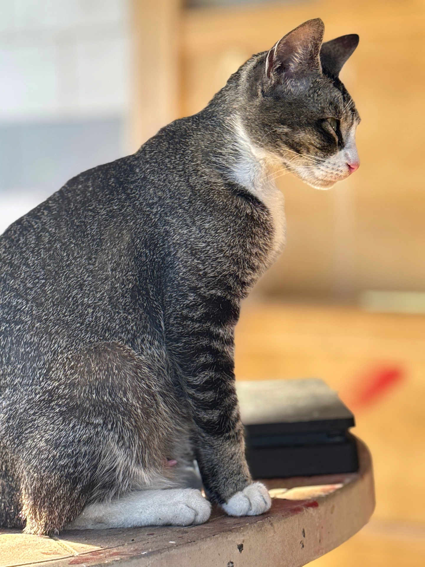 Mj'S is registered to the contest to win money with this photo: cat, tabby, animal, pet, feline, sitting, side_view, fur, whiskers, ears, paws, indoor, sunlight, ledgestone, closeup, domestic_cat, mammal, quiet, calm, profile