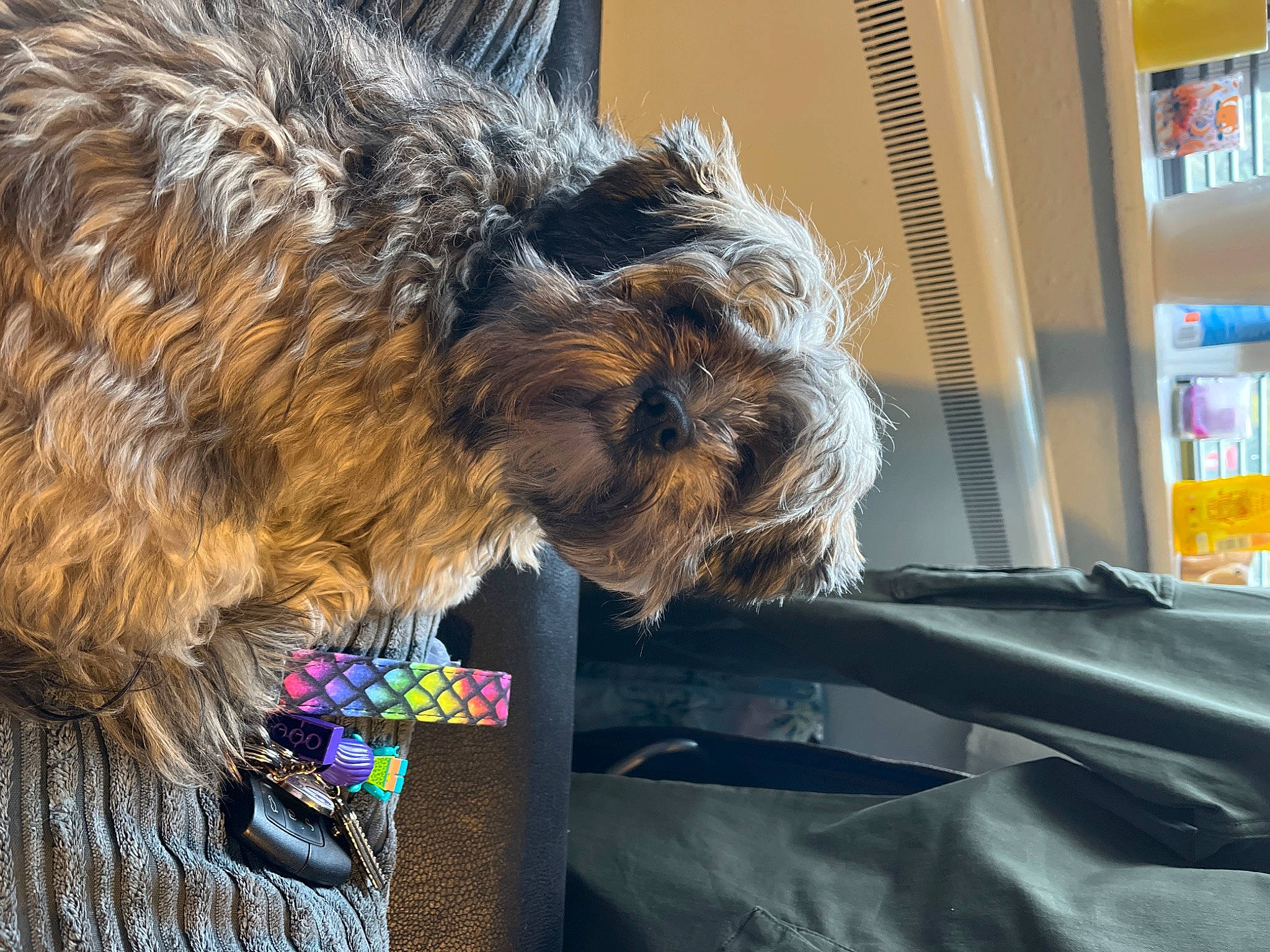 Charley joined the competition — help win amazing prizes! canidae, carnivore, collar, comfort, companion_dog, dog, dog_breed, dog_supply, felidae, fur, schnauzer, shelf, shelving, small_terrier, sporting_group, tail, terrier, toy_dog, water_dog, working_terrier