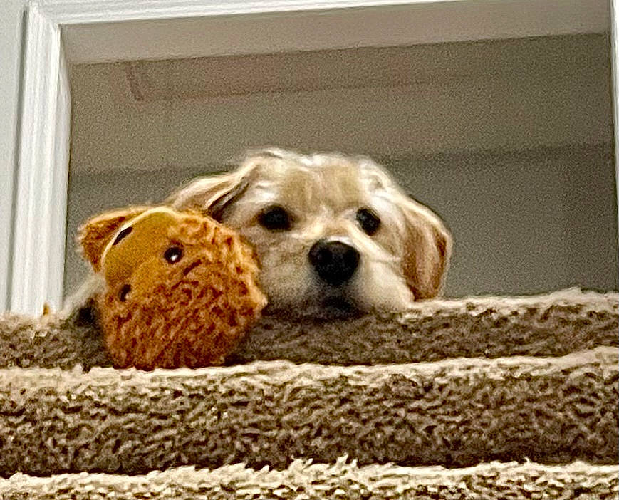 Baxter is registered to the contest to win money with this photo: ball, basket, carnivore, companion_dog, dog, dog_bed, dog_breed, dog_supply, fawn, linens, pet_supply, rectangle, serveware, snout, tableware, terrier, toy, toy_dog, wicker, wood