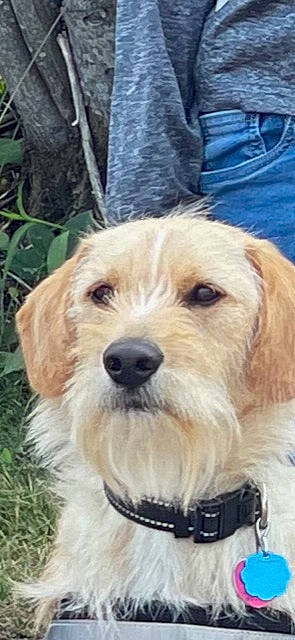 Baxter joined the competition — help win amazing prizes! canidae, carnivore, collar, companion_dog, denim, dog, dog_breed, dog_collar, dog_supply, fur, pet_supply, small_terrier, snout, soft_drink, sporting_group, terrestrial_animal, terrier, toy_dog, working_animal