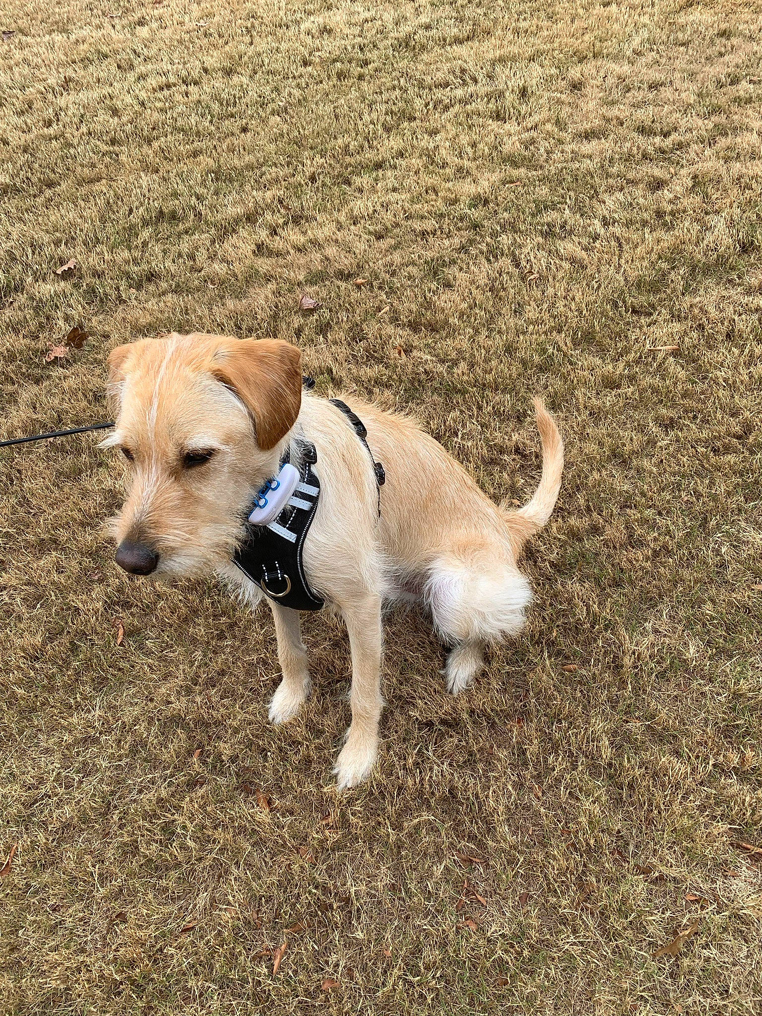 Baxter joined the competition — help win amazing prizes! canidae, carnivore, collar, companion_dog, dog, dog_breed, dog_clothes, dog_collar, dog_supply, fashion_accessory, fawn, grass, leash, pet_supply, plant, snout, soil, sporting_group, tail, working_animal