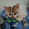 kitten, cat, animal, pet, feline, cute, cozy, blanket, soft, indoor, young, fur, whiskers, ears, resting, colorful, closeup, domestic, comfort, sleepy