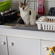Bounty participe au concours pour gagner de l'argent avec cette photo : cat, sink, kitchen, dish_rack, cleaning_liquid, tiles, cabinet, faucet, green_bowl, kitchen_utensils, curious, pet, indoor, countertop, household, domestic_animal, white_cat, spot, looking, still_life