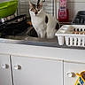 cat, sink, kitchen, dish_rack, cleaning_liquid, tiles, cabinet, faucet, green_bowl, kitchen_utensils, curious, pet, indoor, countertop, household, domestic_animal, white_cat, spot, looking, still_life