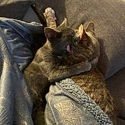 Riv a rejoint le concours — aidez-le/la à gagner de superbes lots ! cat, cats, feline, pet, snuggling, blanket, couch, indoor, cozy, fur, animal, affection, resting, domestic, mammal, whiskers, ears, paw, sleepy, companion