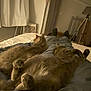 Riv participe au concours pour gagner de l'argent avec cette photo : bed, bedroom, blanket, cat, cats, comfort, cozy, curled_paws, feline, fur, home, indoor, legs, night, paws, person, relaxing, resting, sleeping, soft_light