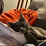 animal, blanket, cat, closeup, comfort, couch, cozy, domestic_animal, feline, fur, gray_cat, home, indoor, nap, orange_blanket, pet, pillow, relaxation, resting, sleeping