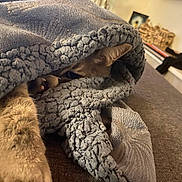 Kesta participe au concours pour gagner de l'argent avec cette photo : cat, blanket, paw, feline, cozy, indoor, resting, brown_couch, textured_fabric, snug, pet, fur, relaxing, home, animal, wrapped, comfortable, soft, domestic, cute