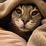 Kesta participe au concours pour gagner de l'argent avec cette photo : cat, animal, pet, blanket, cozy, indoor, fur, whiskers, face, eyes, closeup, cute, mammal, tabby, resting, soft, warm, comfort, sleepy, curious