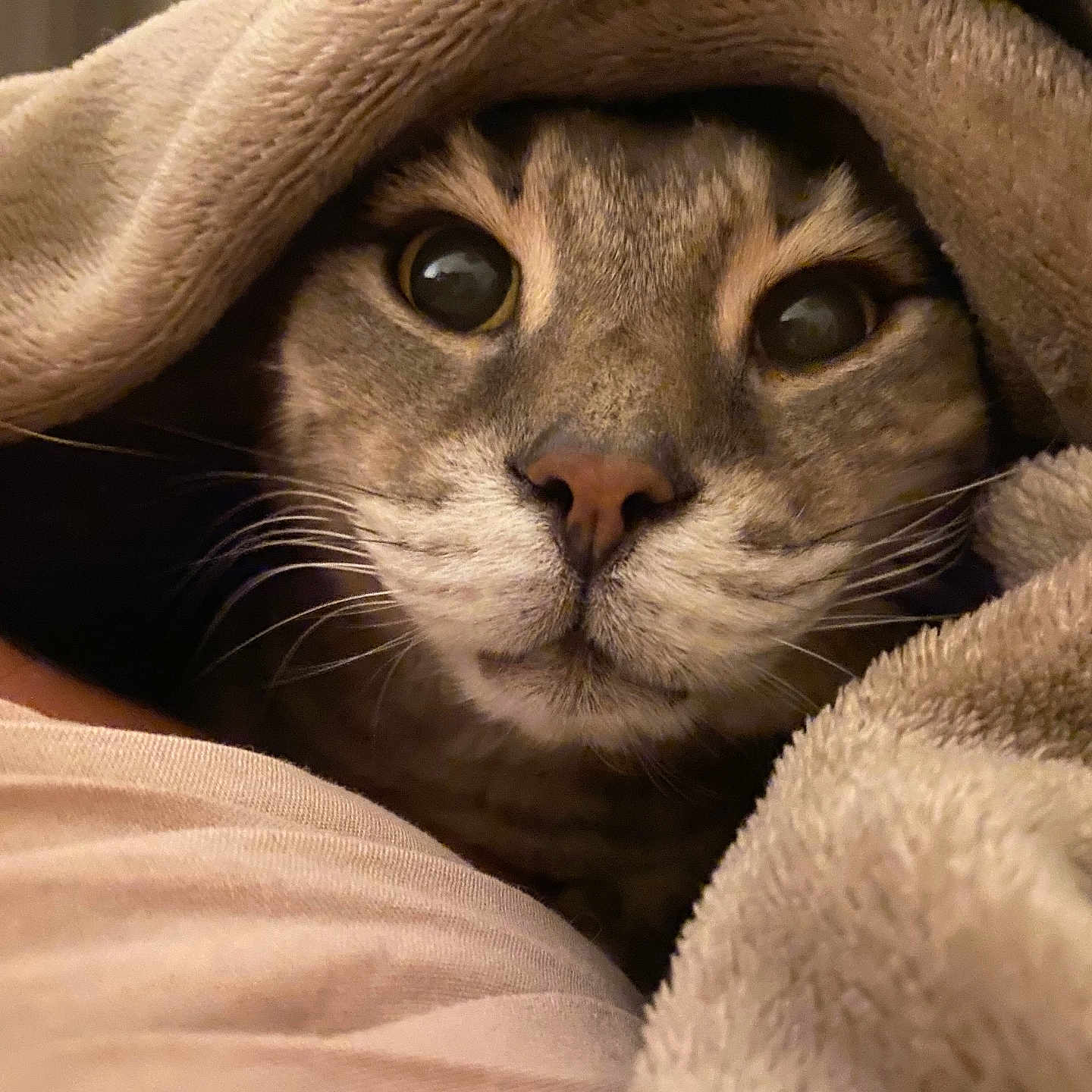 Kesta participe au concours pour gagner de l'argent avec cette photo : animal, blanket, cat, closeup, comfort, cozy, curious, cute, eyes, face, fur, indoor, mammal, pet, resting, sleepy, soft, tabby, warm, whiskers