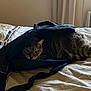 Kesta participe au concours pour gagner de l'argent avec cette photo : animal, backpack, bed, cat, comforter, cozy, curious, curled, domestic, feline, furniture, hiding, indoor, pet, relaxed, resting, striped, tabby, whiskers, zipper