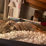 Kesta a rejoint le concours — aidez-le/la à gagner de superbes lots ! bed, blanket, cat, closeup, comfort, cozy, curtains, feline, fur, home, indoor, lamp, relaxing, resting, sleepy, soft, tabby, warm_light, whiskers, wooden_ceiling