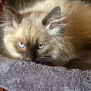 Pozey joined the competition — help win amazing prizes! cat, blue_eyes, fluffy, fur, pet, animal, indoor, closeup, resting, soft, texture, face, whiskers, ears, sleepy, cozy, feline, cute, domestic_cat, relaxing