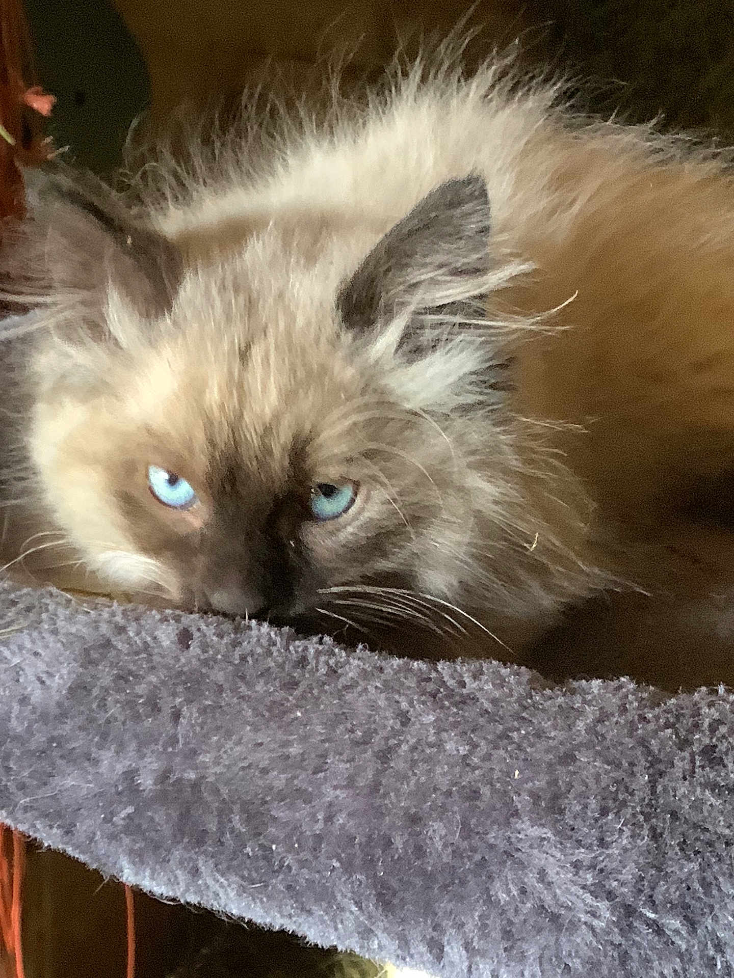 Pozey joined the competition — help win amazing prizes! cat, blue_eyes, fluffy, fur, pet, animal, indoor, closeup, resting, soft, texture, face, whiskers, ears, sleepy, cozy, feline, cute, domestic_cat, relaxing