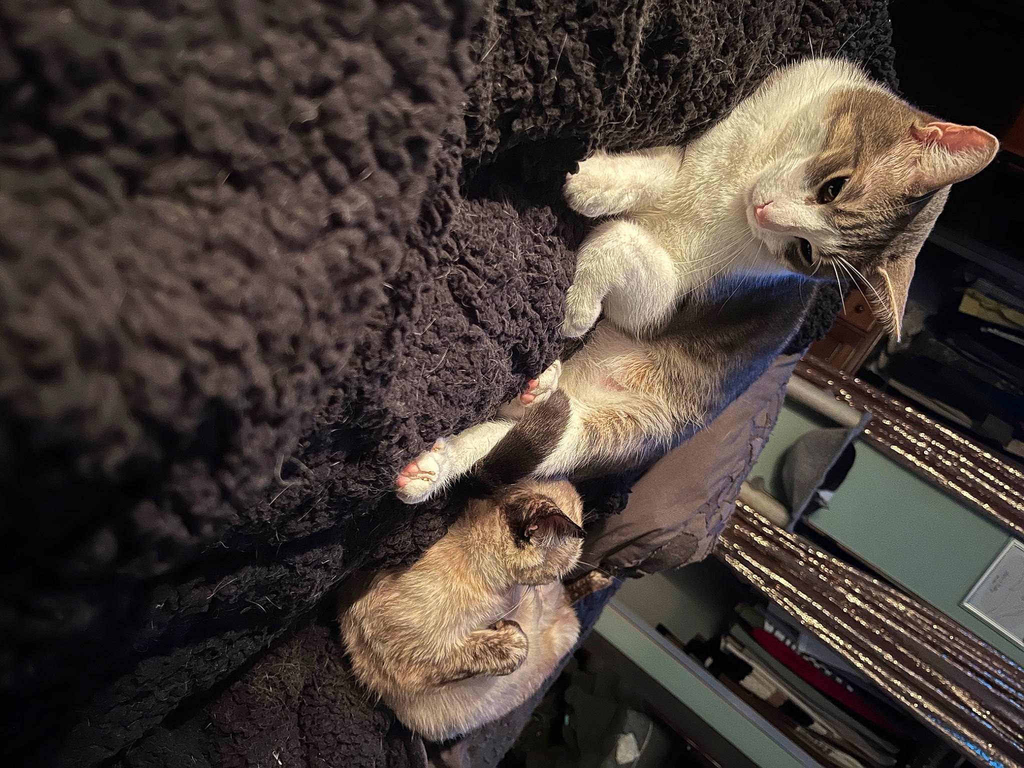 Cosmopolitan is registered to the contest to win money with this photo: cat, claw, domestic_short_haired_cat, fawn, felidae, fur, metal, paw, plant, small_to_medium_sized_cats, snout, tail, whiskers, wood