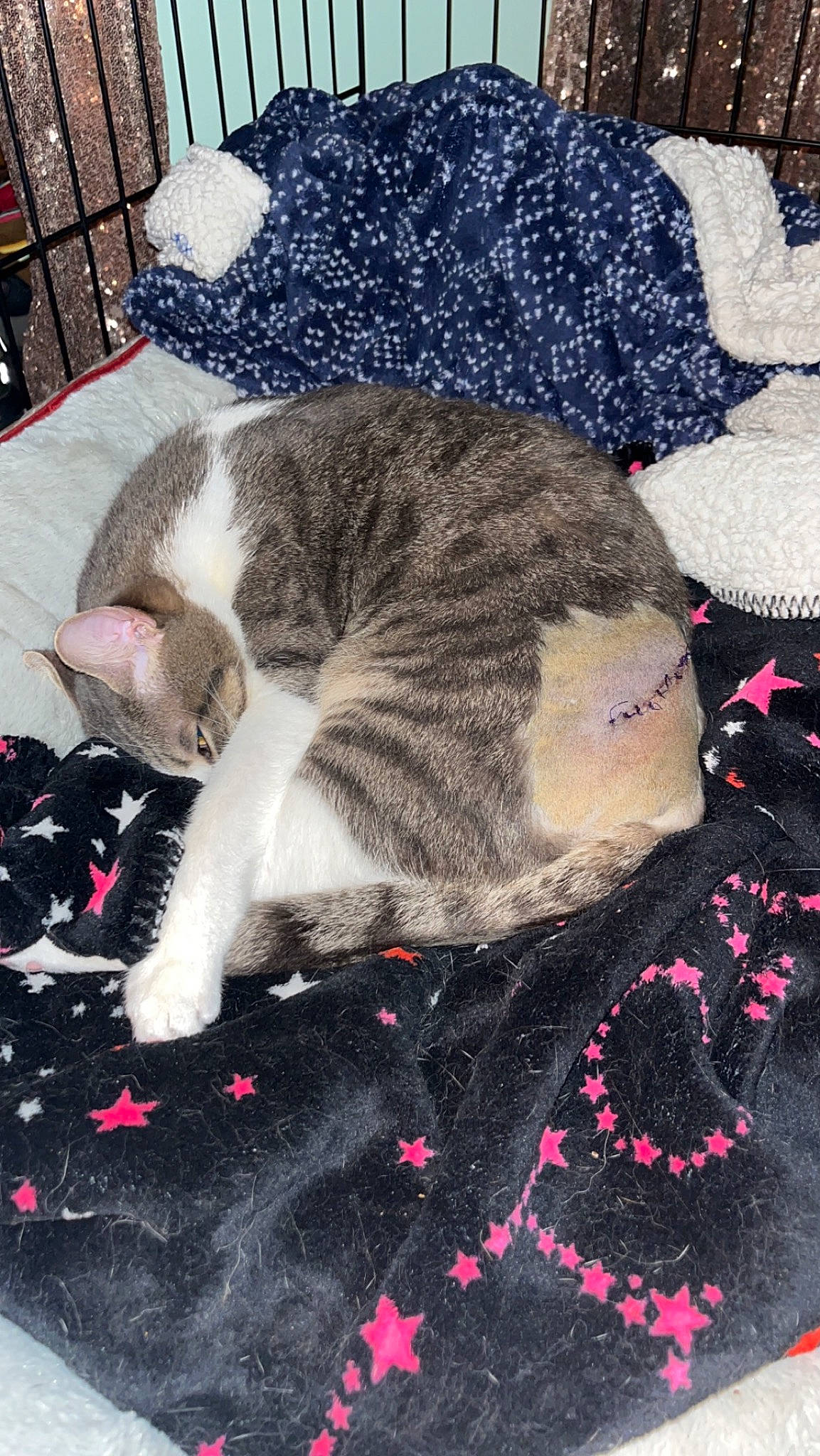 Cosmopolitan joined the competition — help win amazing prizes! carmine, carnivore, cat, claw, comfort, domestic_short_haired_cat, felidae, fur, grey, lap, linens, magenta, nap, pattern, paw, sitting, small_to_medium_sized_cats, snout, tail, whiskers