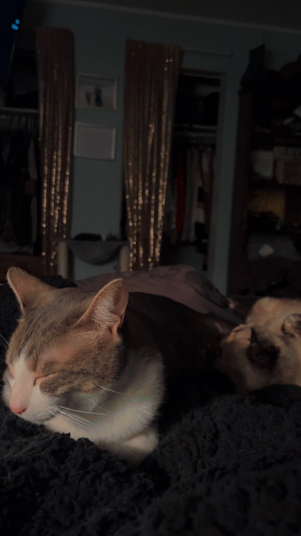 Cosmopolitan joined the competition — help win amazing prizes! carnivore, cat, comfort, curtain, darkness, domestic_short_haired_cat, felidae, flooring, fur, house, linens, night, picture_frame, room, small_to_medium_sized_cats, tail, whiskers, window, window_treatment, wood