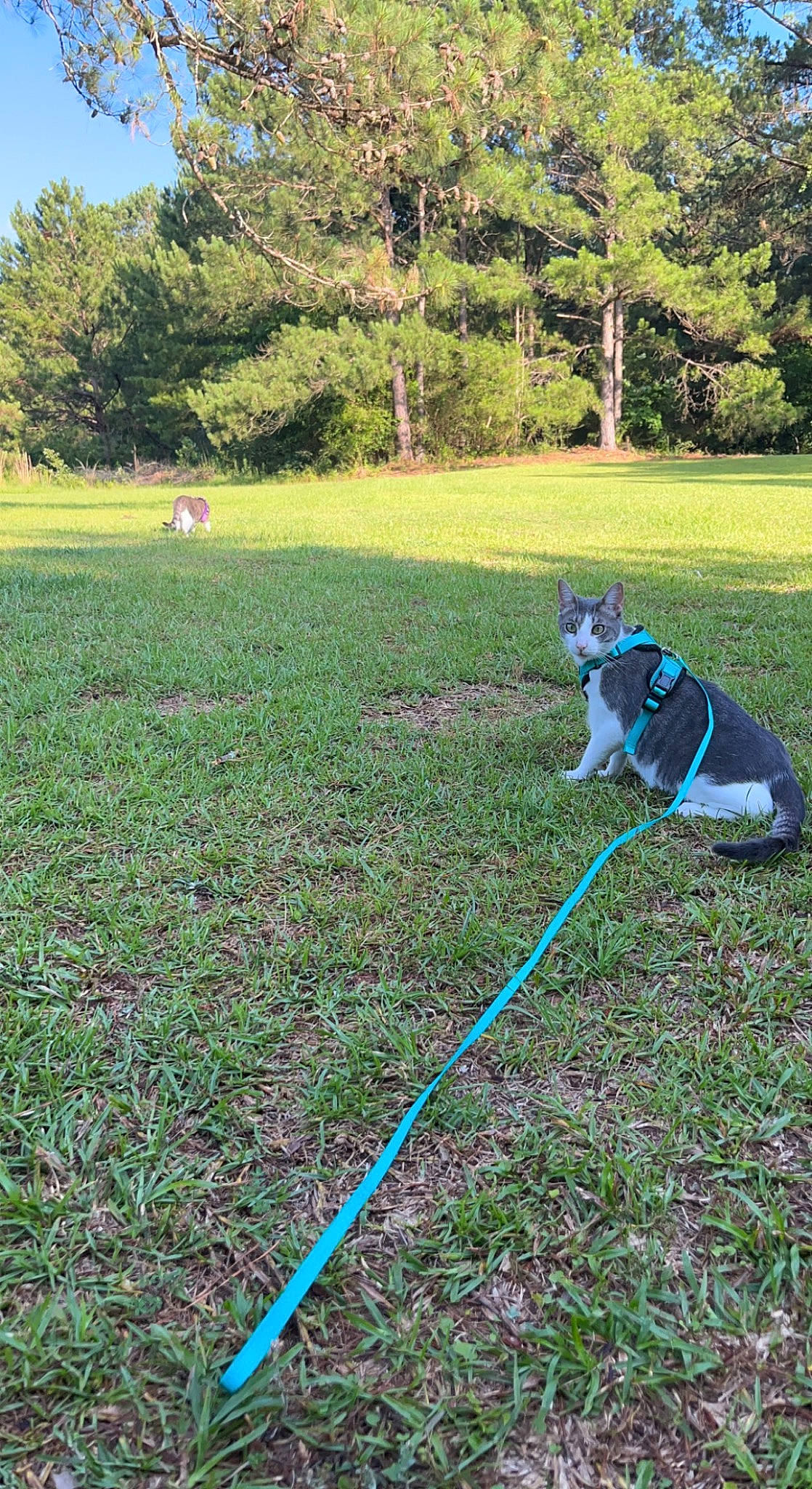 Beni is registered to the contest to win money with this photo: carnivore, collar, companion_dog, dog, dog_breed, electric_blue, grass, grass_family, grassland, groundcover, lawn, leisure, meadow, pasture, plant, recreation, sky, sporting_group, tail, tree