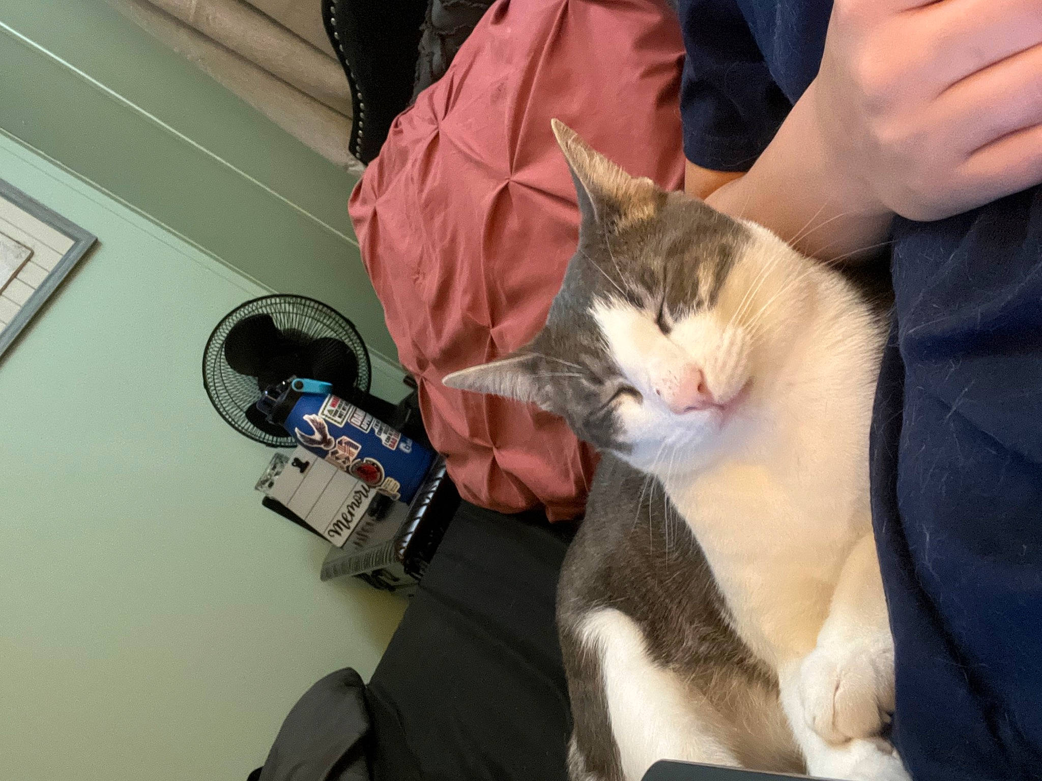 Beni is registered to the contest to win money with this photo: carnivore, cat, comfort, domestic_short_haired_cat, fawn, felidae, finger, fur, gesture, lap, nail, small_to_medium_sized_cats, whiskers, wrist