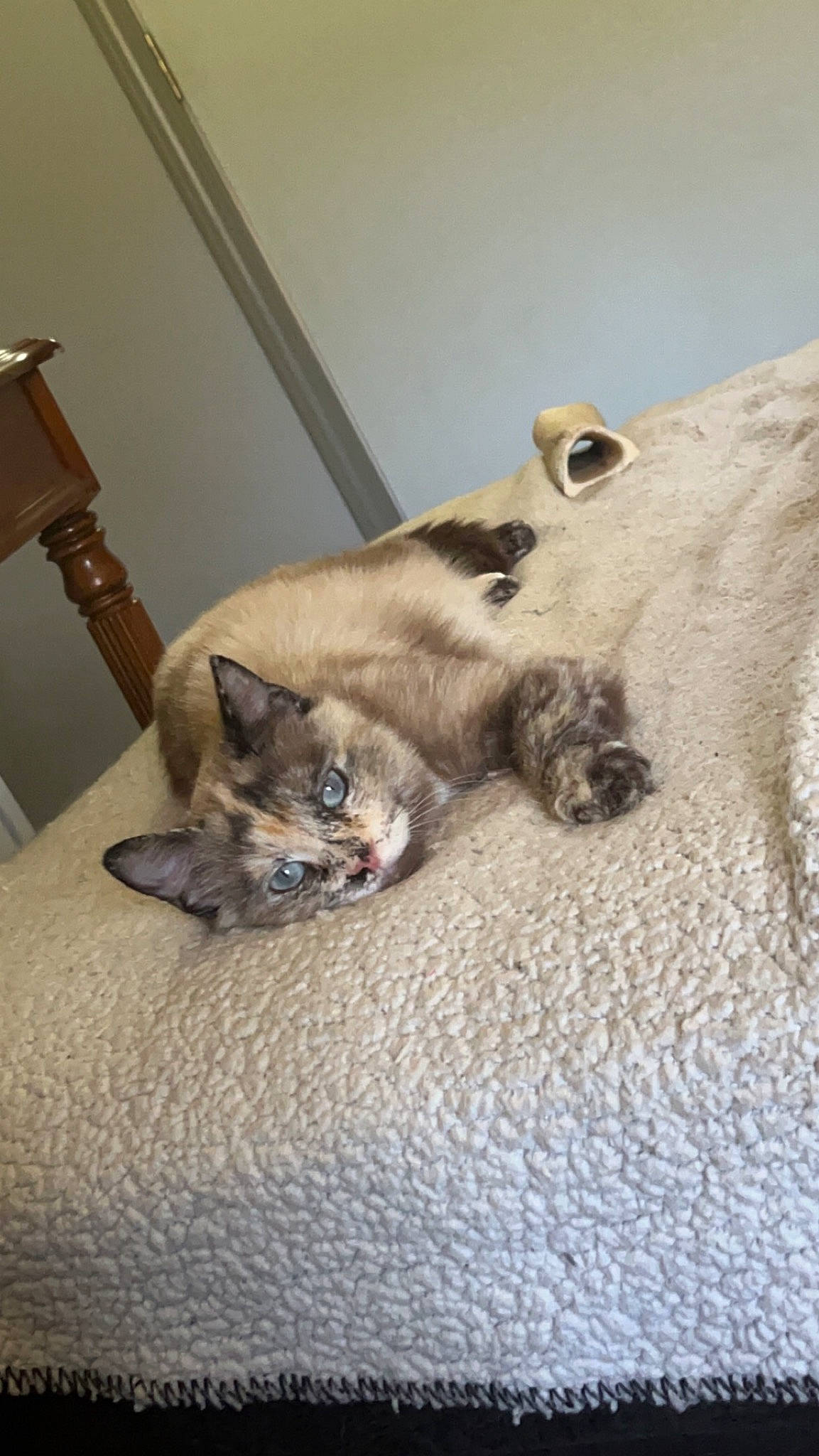 Dolly joined the competition — help win amazing prizes! carnivore, cat, comfort, domestic_short_haired_cat, fawn, felidae, flooring, fur, grey, hardwood, paw, room, siamese, small_to_medium_sized_cats, snout, tail, terrestrial_animal, whiskers, wood