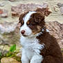 Arrow participe au concours pour gagner de l'argent avec cette photo : puppy, dog, brown, white, fur, outdoor, grass, stone_wall, nature, cute, pet, young, animal, sitting, portrait, fluffy, ears, nose, eyes, side_view