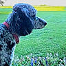 Bentley joined the competition — help win amazing prizes! dog, poodle, curly_fur, red_collar, grass, field, flowers, outdoor, nature, greenery, sky, landscape, pet, animal, side_profile, canine, summer, daylight, flora, garden