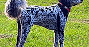 Bentley is registered to the contest to win money with this photo: dog, outdoor, grass, canine, pet, animal, standing, fur, black_and_white, collar, tail, nature, summer, daylight, mammal, background, side_view, alert, domestic_animal, field