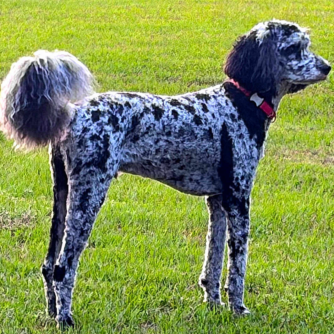 Bentley