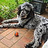 dog, black_and_gray, curly_fur, ball, orange, blue, brick_porch, plants, greenery, grass, outdoor, pet, relaxed, laying_down, toy, nature, summer, canine, garden, animal
