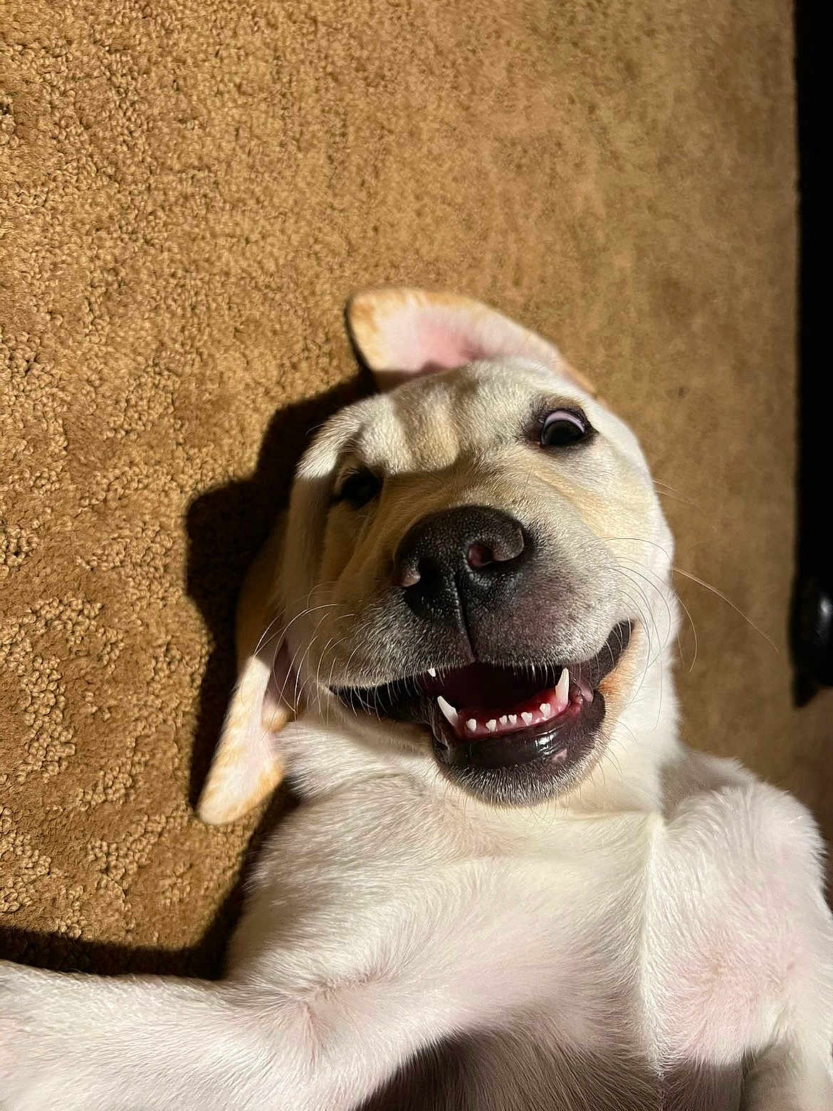 Knox is registered to the contest to win money with this photo: puppy, dog, smiling, carpet, laying_down, white_fur, pet, cute, happy, indoor, closeup, playful, canine, tongue, teeth, young_dog, fur, animal, nose, light_shadow