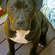 T-Bone joined the competition — help win amazing prizes! dog, puppy, black_dog, pit_bull_type, pet, animal, sitting, portrait, front_facing, brown_eyes, floppy_ears, white_chest, wooden_deck, porch, outdoor, grass, cushion, floral_pattern, close_up, photography