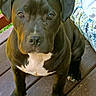 dog, puppy, black_dog, pit_bull_type, pet, animal, sitting, portrait, front_facing, brown_eyes, floppy_ears, white_chest, wooden_deck, porch, outdoor, grass, cushion, floral_pattern, close_up, photography