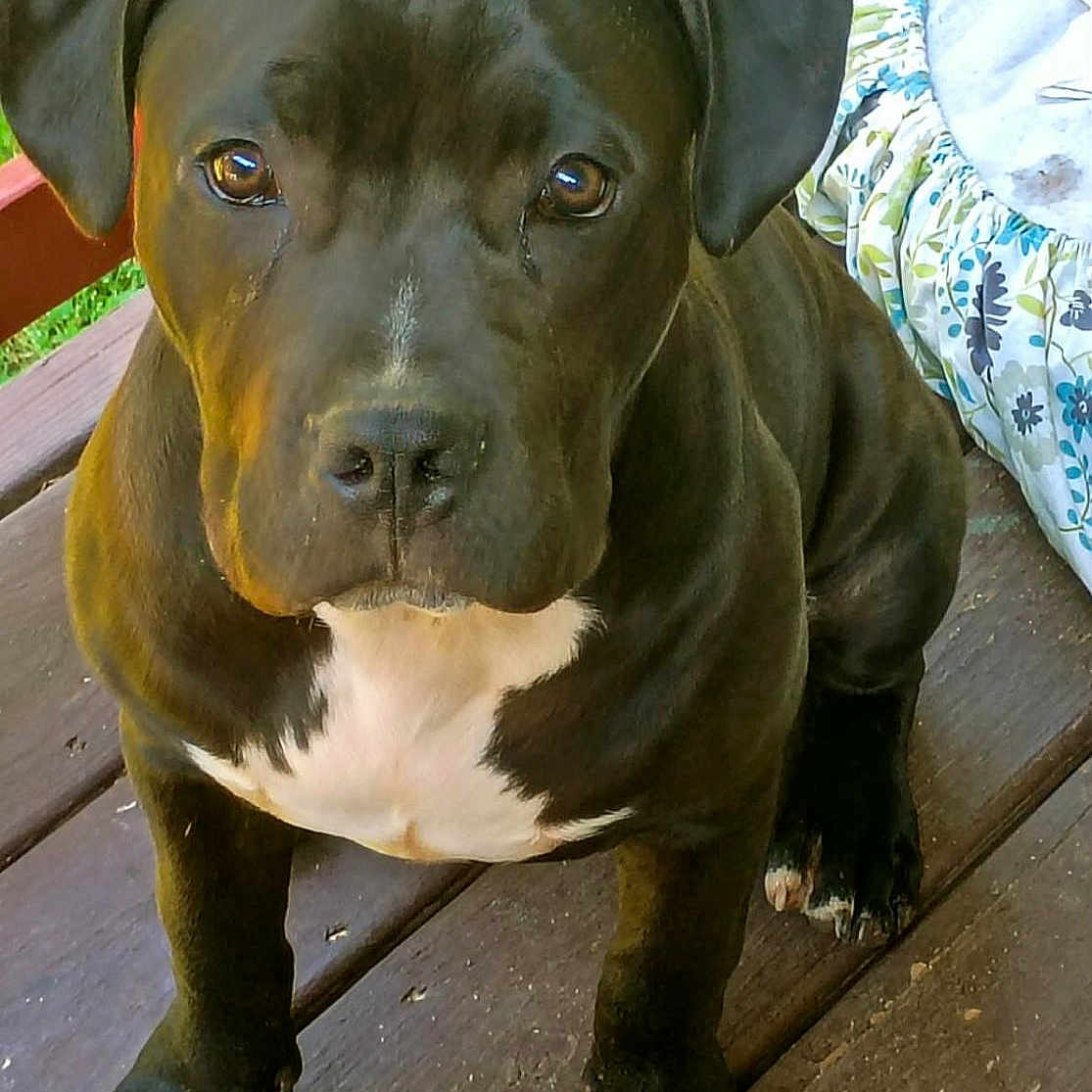 T-Bone
