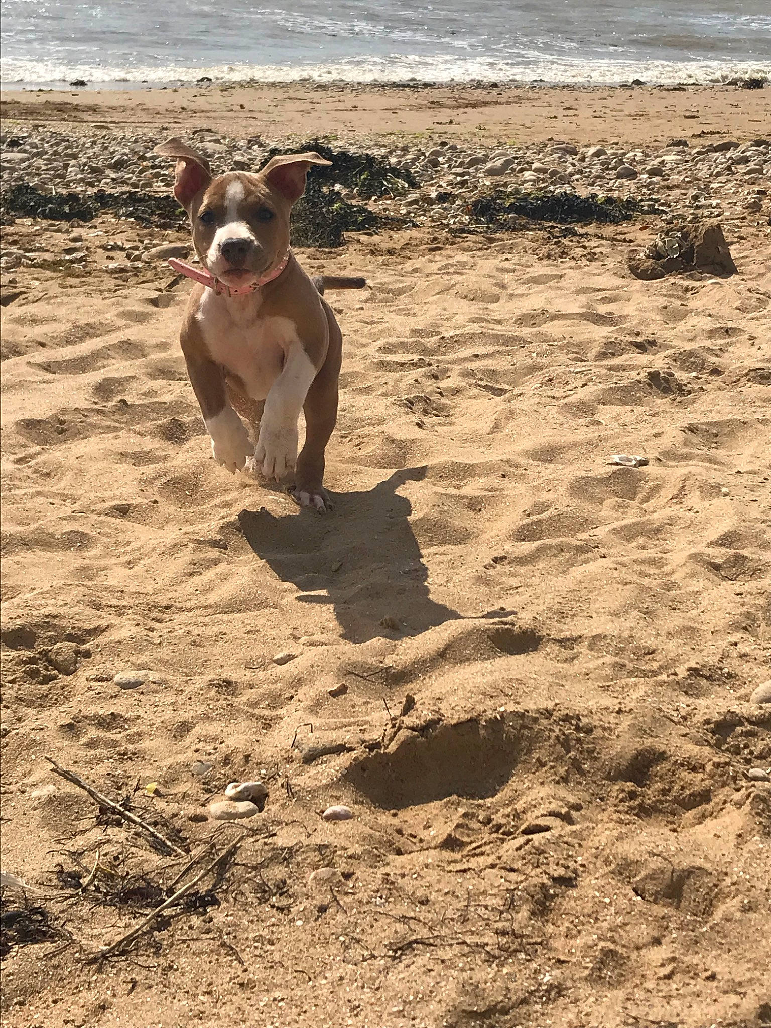 Prada participe au concours pour gagner de l'argent avec cette photo : american_bulldog, american_pit_bull_terrier, american_staffordshire_terrier, beach, bulldog, canidae, carnivore, coast, dog, dog_breed, fawn, hunting_dog, non_sporting_group, olde_english_bulldogge, sand, sea, soil, vacation