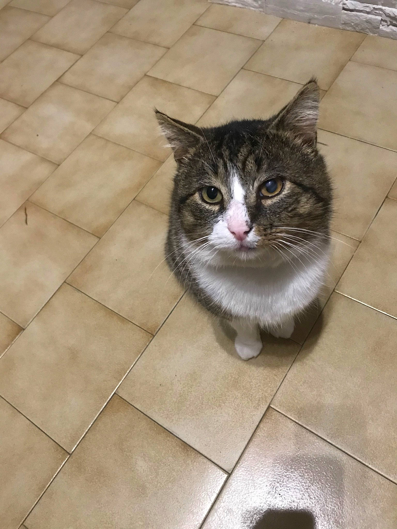 Filou a rejoint le concours — aidez-le/la à gagner de superbes lots ! aegean_cat, asian, carnivore, cat, domestic_long_haired_cat, domestic_short_haired_cat, dragon_li, european_shorthair, felidae, floor, flooring, kurilian_bobtail, mammal, norwegian_forest_cat, polydactyl_cat, small_to_medium_sized_cats, snout, tabby_cat, tile, whiskers