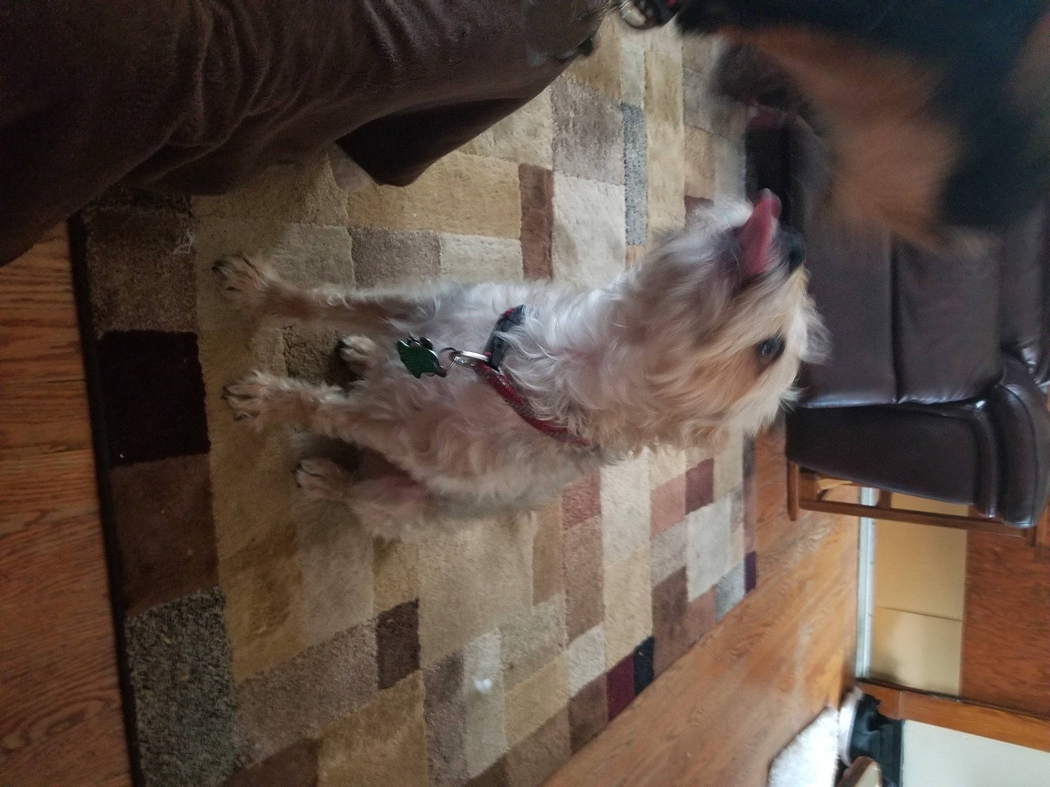 Romeo joined the competition — help win amazing prizes! brown, canidae, carnivore, companion_dog, dog, dog_breed, fawn, felidae, floor, flooring, fur, hardwood, pet_supply, small_to_medium_sized_cats, sporting_group, tail, whiskers, wood, wood_flooring, working_animal