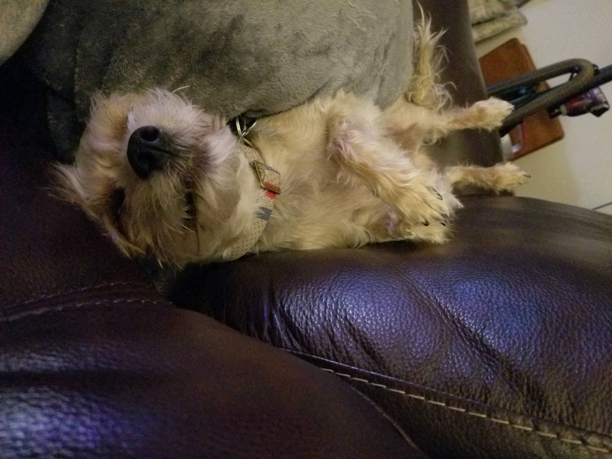 Romeo joined the competition — help win amazing prizes! canidae, carnivore, comfort, companion_dog, dog, dog_breed, fawn, fur, nap, paw, schnauzer, small_terrier, snout, sporting_group, tail, terrestrial_animal, terrier, toy_dog, whiskers, working_animal