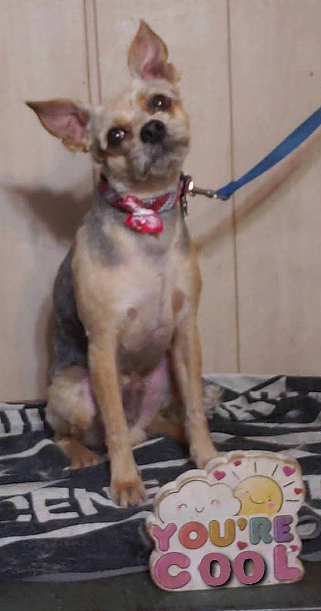 Romeo joined the competition — help win amazing prizes! canidae, carnivore, collar, companion_dog, dog, dog_breed, dog_collar, dog_supply, ear, fashion_accessory, fawn, liver, mexican_hairless_dog, pet_supply, snout, sporting_group, tail, toy_dog, whiskers, working_animal