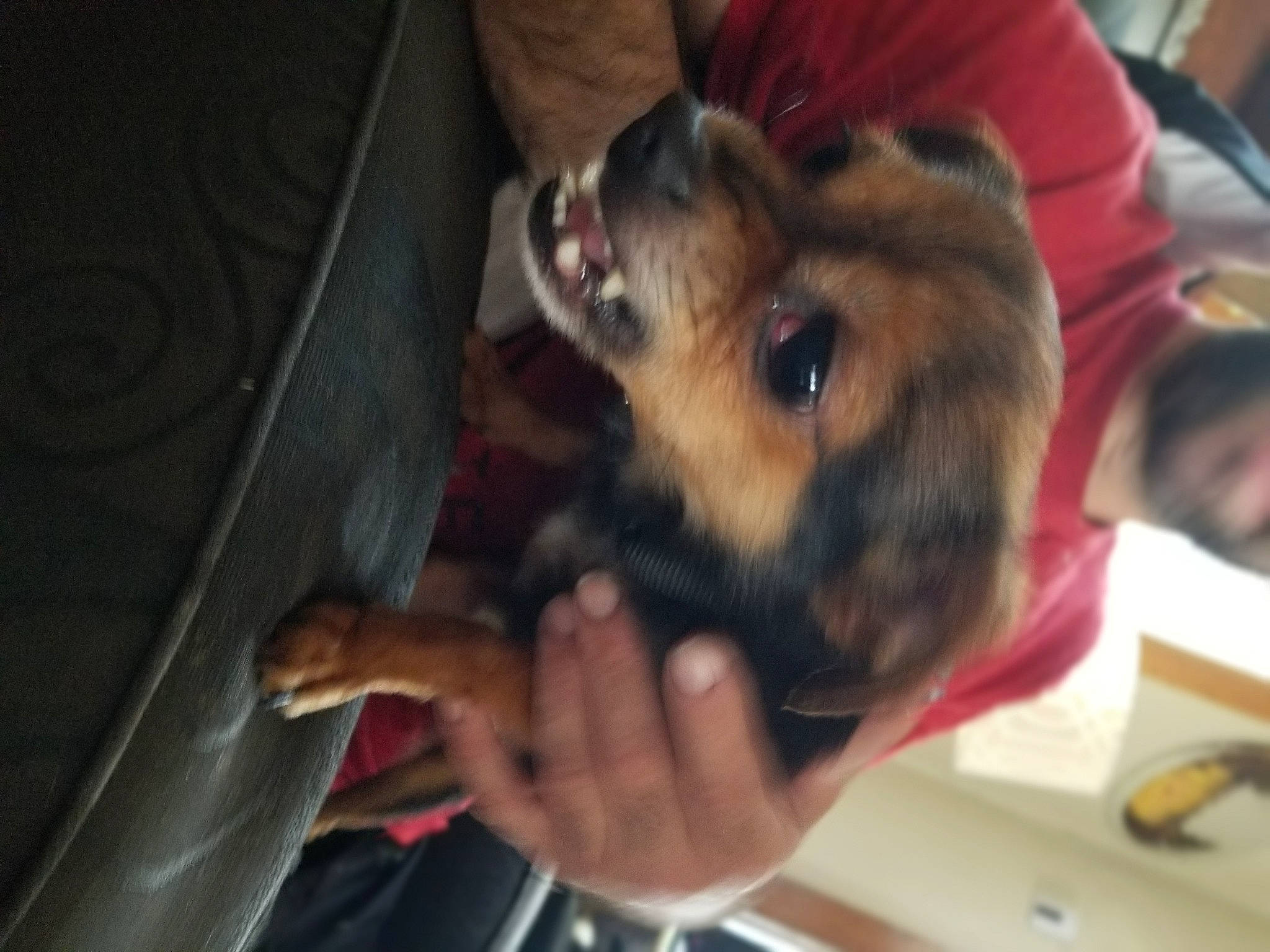 A Cee is registered to the contest to win money with this photo: canidae, carnivore, collar, companion_dog, corgi_chihuahua, dog, dog_breed, ear, fawn, fur, nail, non_sporting_group, paw, puppy, puppy_love, small_terrier, snout, sporting_group, toy_dog, working_animal