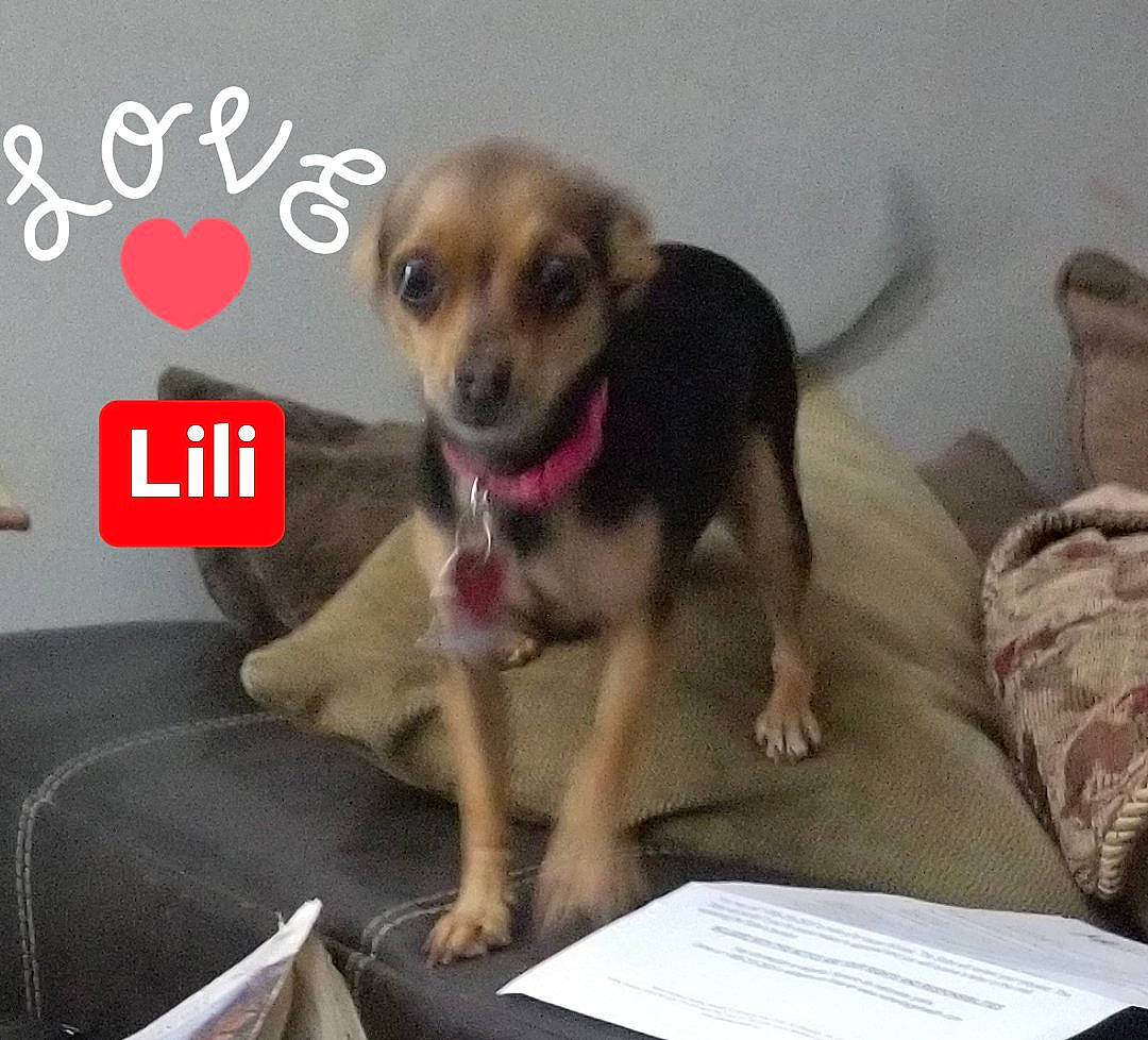 Lili is registered to the contest to win money with this photo: ancient_dog_breeds, carnivore, chihuahua, comfort, companion_dog, dog, dog_breed, dog_supply, font, fur, logo, paw, pet_supply, photo_caption, sporting_group, tail, terrestrial_animal, toy_dog, whiskers, working_animal