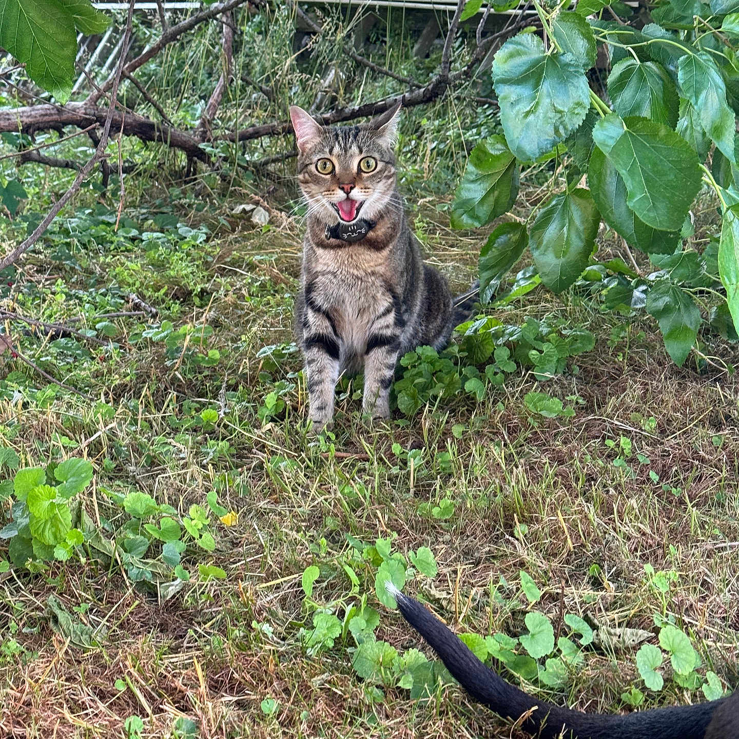 Milo