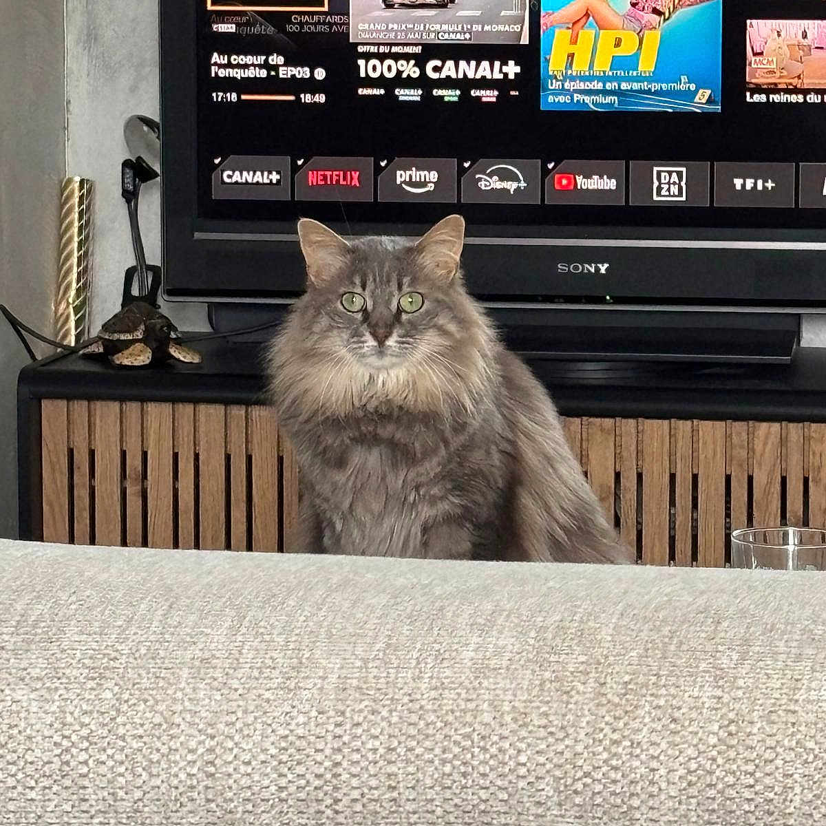 Nehla participe au concours pour gagner de l'argent avec cette photo : cat, couch, curious, decor, ears, fur, glass, green_eyes, grey_cat, indoor, living_room, long_fur, pet, portrait, sitting, sofa, television, tv_interface, whiskers, wooden_cabinet