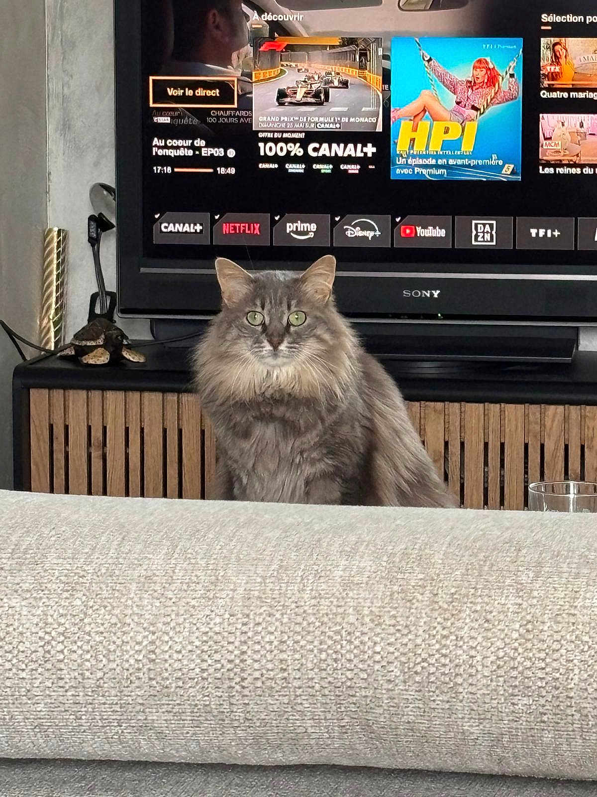 Nehla participe au concours pour gagner de l'argent avec cette photo : cat, grey_cat, long_fur, green_eyes, pet, sitting, sofa, couch, television, tv_interface, wooden_cabinet, living_room, indoor, portrait, whiskers, ears, fur, glass, decor, curious