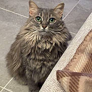 Nehla a rejoint le concours — aidez-le/la à gagner de superbes lots ! blanket, cat, close_up, couch, curious, domestic_cat, ears, fluffy, furniture, gray_fur, green_eyes, home_interior, indoor, long_fur, looking_up, pet, portrait, sitting, tile_floor, whiskers