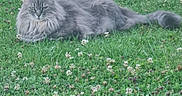Nehla a rejoint le concours — aidez-le/la à gagner de superbes lots ! animal, cat, clover, ears, feline, flowers, fluffy, grass_field, gray_cat, green_grass, ground, longhair_cat, lying_down, nature, outdoor, pet, portrait, relaxed, tail, whiskers