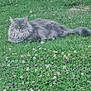 Nehla a rejoint le concours — aidez-le/la à gagner de superbes lots ! cat, gray_cat, longhair_cat, fluffy, lying_down, green_grass, clover, flowers, outdoor, nature, pet, tail, whiskers, ears, relaxed, portrait, animal, grass_field, ground, feline