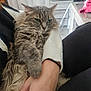 cat, fluffy_cat, green_eyes, pet, indoor, lap, human_hand, sweater, gray_fur, long_fur, relaxed, table, dresser, home_interior, cozy, portrait, whiskers, domestic_cat, chair, close_up