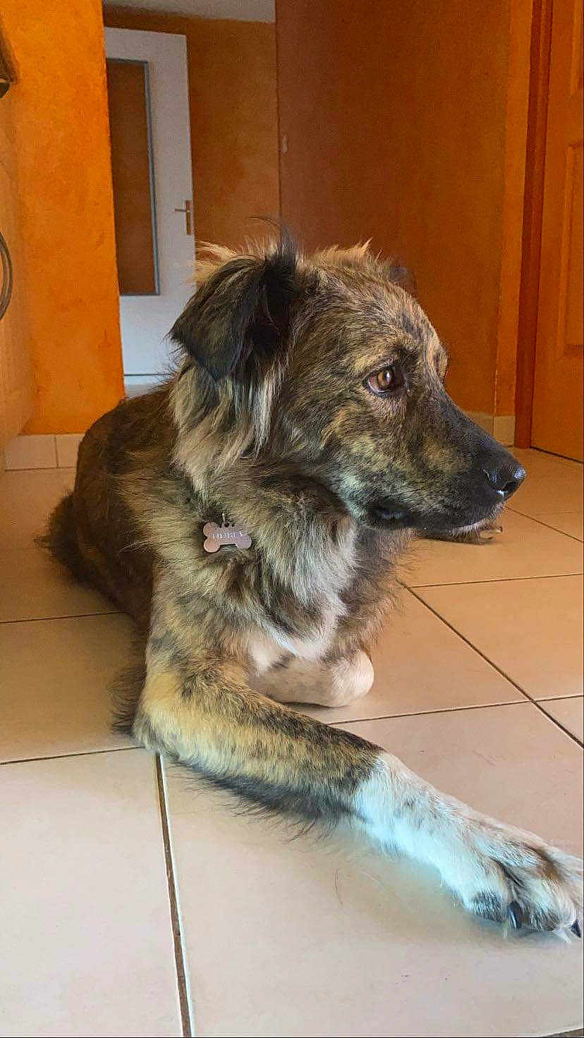 Nubia a rejoint le concours — aidez-le/la à gagner de superbes lots ! dog, brindle_coat, indoor, tile_floor, collar, pet_tag, relaxed, canine, brown, white_paw, side_view, domestic_animal, fur, paw, looking_away, warm_colors, wooden_door, orange_wall, floor_tile, pet