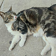 Kitty is registered to the contest to win money with this photo: animal, cat, close_up, concrete, curious, domestic_animal, feline, fur, laying_down, mammal, natural_light, outdoor, pet, relaxed, resting, side_view, tabby_cat, texture, whiskers, white_paws